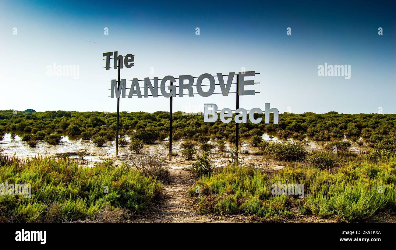 Reasons To Visit The Mangrove Beach In Uae