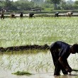 rice-pick-app_6702