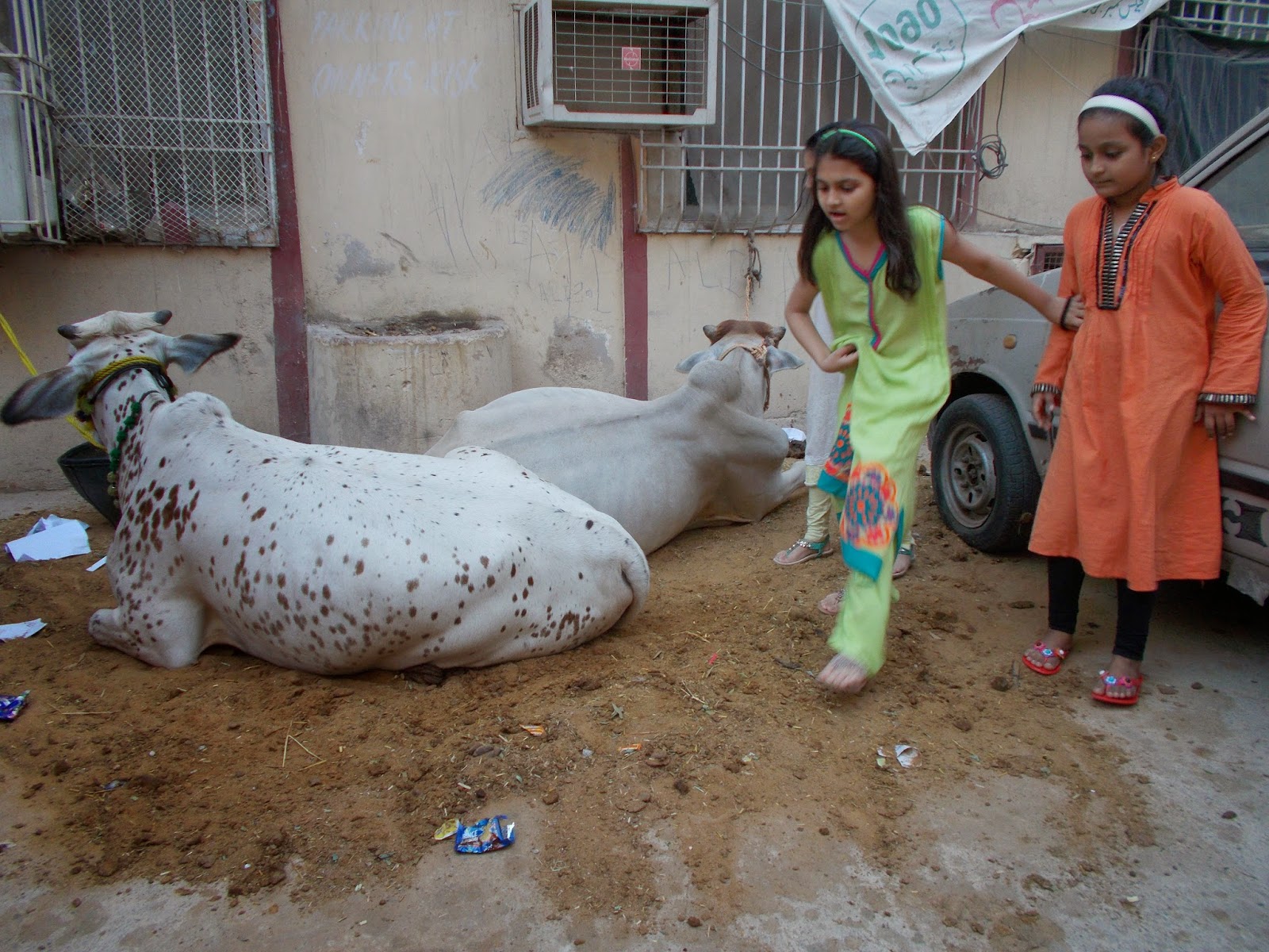Million sacrificial animals slaughtered in Lahore on first day of Eid al- Adha