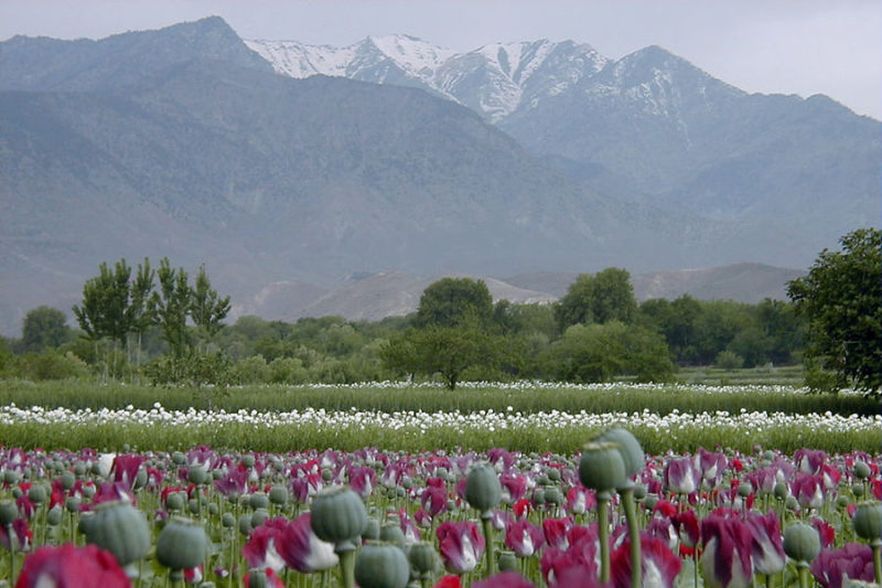 Taliban, Daesh, Khogyani district, Nangarhar province