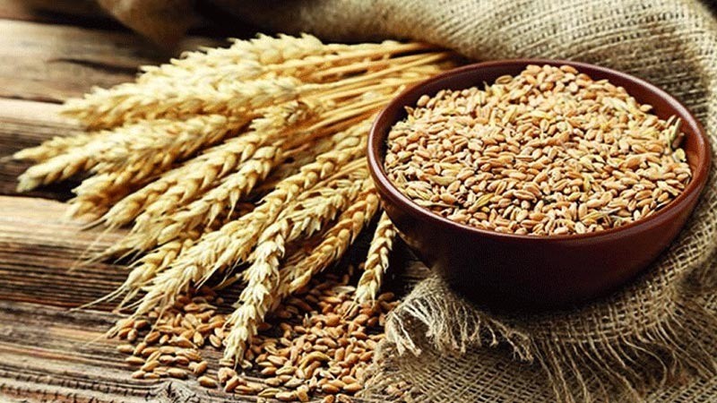 Imported wheat - The Ministry of National Food Security & Research (NFSR) has affirmed on Wednesday that the Department of Plant Protection (DPP) has so far issued Import Permit to 380 private importers for 1,576,000 tons. 6 Letters of Credit (LCs) are opened and two are under process. As many as nine vessels have been booked up to October 2020 for approximately 65,000 metric tons (MT) wheat each. The first vessel carrying 60,804 MT of wheat is expected to arrive on August 26, the second ship carrying 65,000 tons of wheat is predicted to arrive on August 28 while the third container carrying 69,000 MT of wheat is expected to turn up on September 8. Similarly, the fourth vessel with 55,000 MT of wheat will reach Pakistan on September 12, the fifth ship with 65,000 MT of wheat will arrive on September 17, and the sixth vessel with 65,000 MT of wheat will disembark on September 19. The Trading Corporation of Pakistan (TCP) has invited international tenders for the import of 1.5 MMT of wheat. Three recipients have endorsed the quantity of 1.5 MMT of imported wheat i.e. Punjab (0.70 MMT), KP (0.30 MMT) and PASSCO (0.50 MMT). It is expected that the first shipment of imported wheat through TCP will reach during the second week of October 2020.