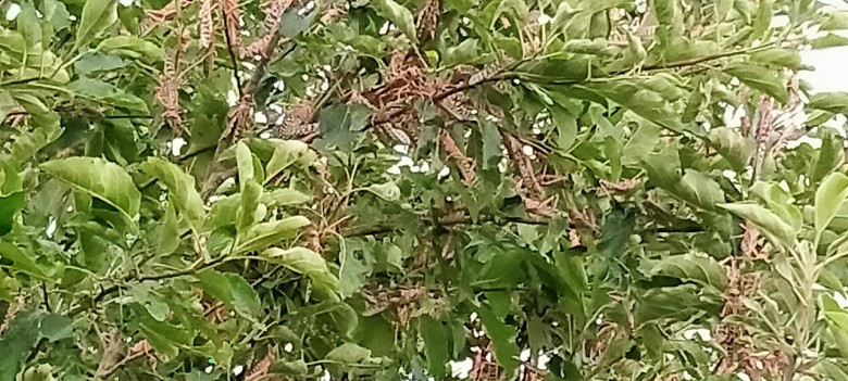 Locust - The National Locusts Control Centre (NLCC) has claimed that as for August 6, no Locust is present in Punjab, Balochistan & Khyber Pakhtunkhwa. It said that active breeding is taking place in Tharparkar and some areas of Cholistan. The population developing in Nangarparkar is likely to fledge by mid-August 2020. The Anti-Locust Survey and Control Operations are in progress with the presence of Locust only in two districts/areas including Tharparkar and Karachi. In Balochistan, 4703.25 sq km has been treated with the help of 232 teams, 112 vehicles and 1288 manpower. In Punjab, 4589.60 sq km has been treated with the help of 539 teams, 388 vehicles and 2830 manpower. In Khyber Pakhtunkhwa, 625.35 sq km has been treated with the help of 80 teams, 106 vehicles, and 847manpower. In Sindh, 1016.2 sq km has been treated with the help of 242 teams, 174 vehicles and 1177 manpower. The Department of Plant Protection (DPP) is using four beaver aircrafts at Sukkur, Tharparkar, Lahore, Islamkot and Karachi for aerial spray.