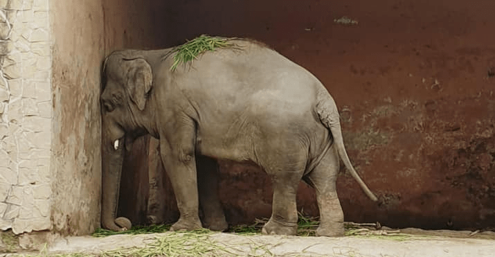 Kaavan was born in Sri Lanka in 1981. He was only four years old when the Sri Lankan government gifted him to Pakistan at the request of then-military ruler General Zia-ul-Haq. When Kaavan came to Pakistan, he was kept at the Marghzar Zoo in Islamabad, which became Kaavan's home. Since Kaavan was the first and only elephant in the Islamabad Zoo, the people would come to see him and children would climb Kaavan and take pictures with great enthusiasm. Even Bilawal Bhutto Zardari, now chairman PPP (Pakistan People’s Party) had ridden Kaavan in his childhood. Kaavan was alone because there was no other elephant and the poor little Kaavan also needed a friend to stay with him, eat and drink and play but there are no elephants in the forests of Pakistan. After that finally, he found his friend. In 1991, the then Prime Minister of Bangladesh Khaleda Zia gifted an elephant to the government of Pakistan, dubbed as a 'friend'. Like Kaavan, Saheli was born in Sri Lanka in 1989 and was named Manika but when she came to Pakistan, she was named Saheli.  Kaavan found his partner but just like him he too was chained like Kaavan, and they both would be chained day and night. After a while, his health began to deteriorate and the pain in his legs became so severe that the 22-year-old Saheli could not even stand up and then one day he died because of this pain. When Kaavan's friend died, as shocking as it may sound, he and Kaavan were still in chains. After the death, the helpless Kaavan was once again alone and left in the dark and chained. The chained Kaavan became more and more depressed due to being alone and he always shook his head from side to side in distress or hit his head against the walls and trees. Many years passed and Kaavan continued to live in Islamabad Zoo - anxious, lonely, and chained. It was the summer of 2015 when Samar Khan and his mother who had come to Pakistan for a holiday from the United States, visited the Islamabad Zoo. Since Samar was becoming a veterinarian at the time, she immediately realized that Kaavan's mental health was not good. She decided that what she really needed to do was to learn how to do it right. Samar Khan launched a campaign called 'Free Kaavan the Elephant' by sharing pictures of Kaavan hitting the walls on social media and appealing to the people around the world to raise their voices for his release. Samar also launched an online petition, Free the Kaavan, which was signed by 400,000 people from around the world. Samar and those involved in the campaign wrote letters to zoo officials, the Official of Capital Development Authority (CDA) and even then-Prime Minister Nawaz Sharif, urging that Kaavan be released. After spending 35 years in solitary confinement, Kaavan is being sent to the lush forests of Cambodia, where he will spend the rest of his life with other elephants.
