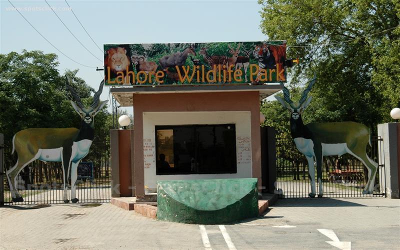 Lahore Safari Zoo selling lions