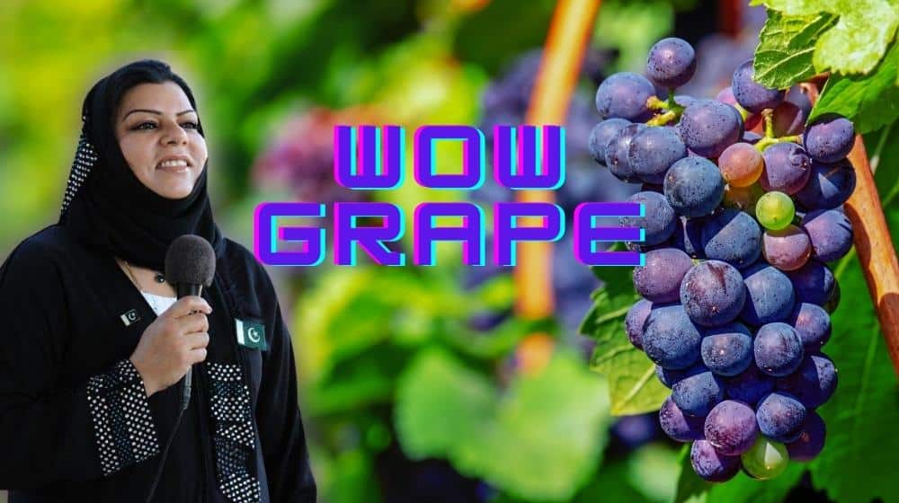 Wow Grape NFT
