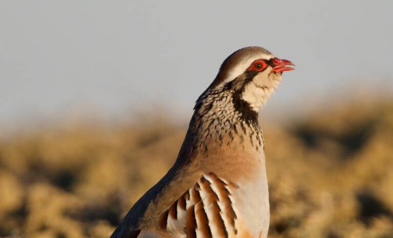 Pakistan National Bird