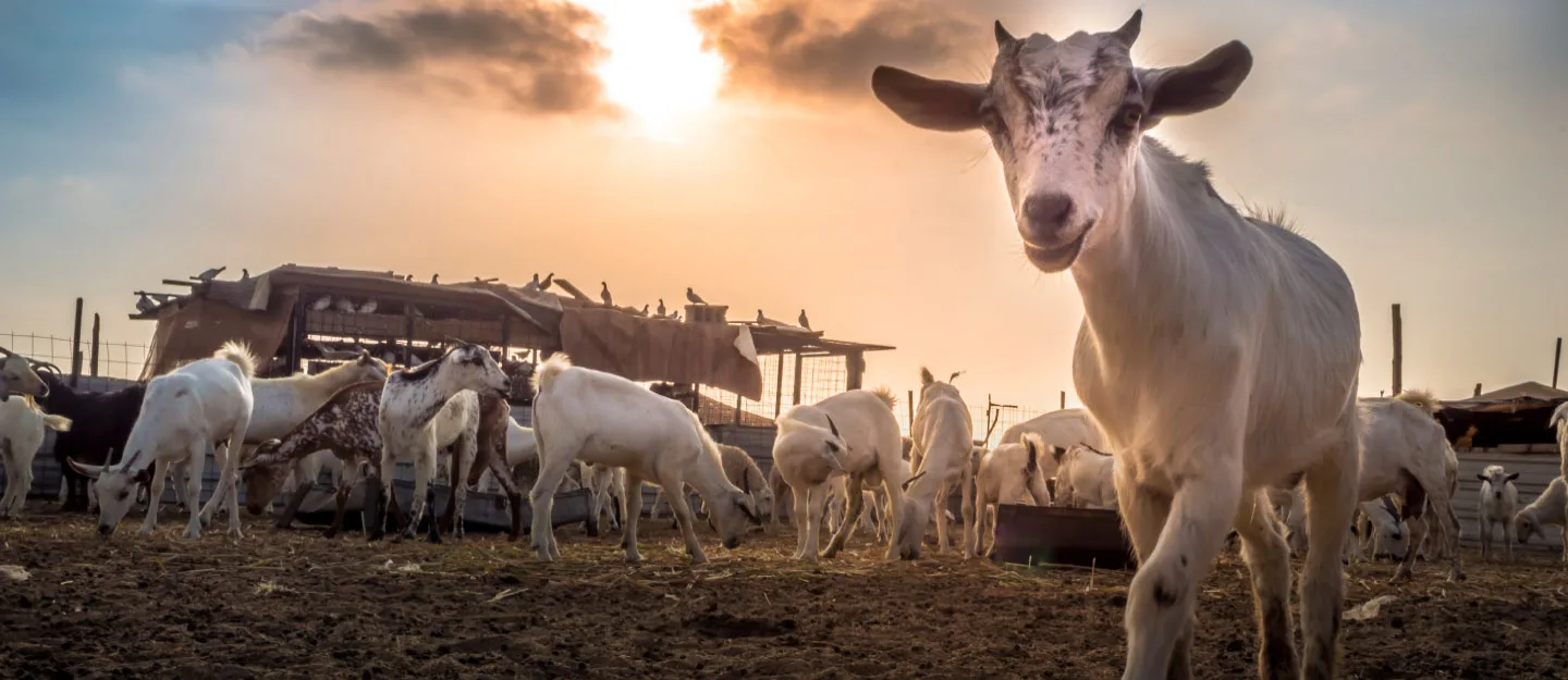 Bakra Mandi Lahore