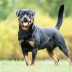 Rottweiler price in Pakistan