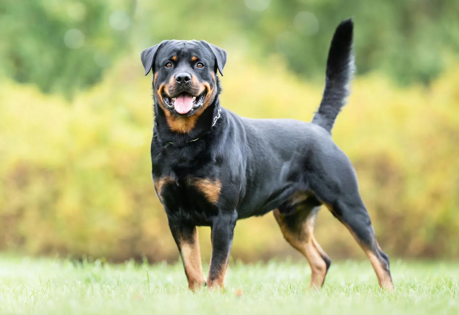 Rottweiler price in indian sales rupees